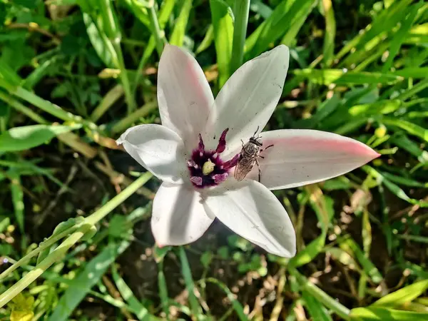 Leydi lale ya da Tulipa 'nın özel çiçekleri. 