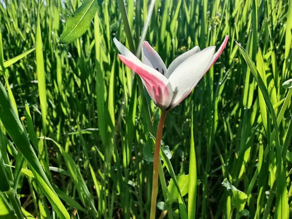 Leydi lale ya da Tulipa 'nın özel çiçekleri. 