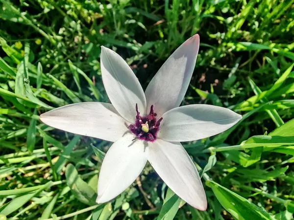 Leydi lale ya da Tulipa 'nın özel çiçekleri. 