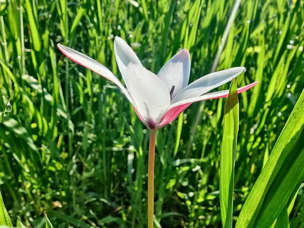 Leydi lale ya da Tulipa 'nın özel çiçekleri. 