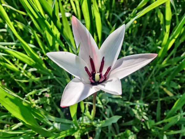 Leydi lale ya da Tulipa 'nın özel çiçekleri. 