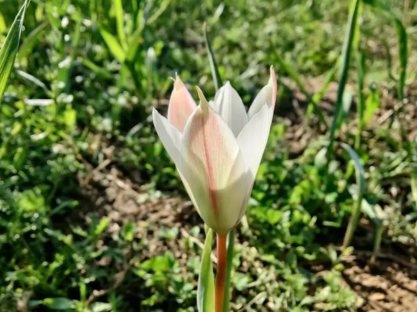 Leydi lale ya da Tulipa 'nın özel çiçekleri. 
