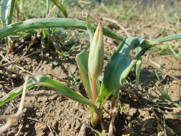 Leydi lale ya da Tulipa 'nın özel çiçekleri. 