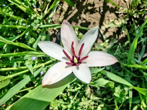 Leydi lale ya da Tulipa 'nın özel çiçekleri. 