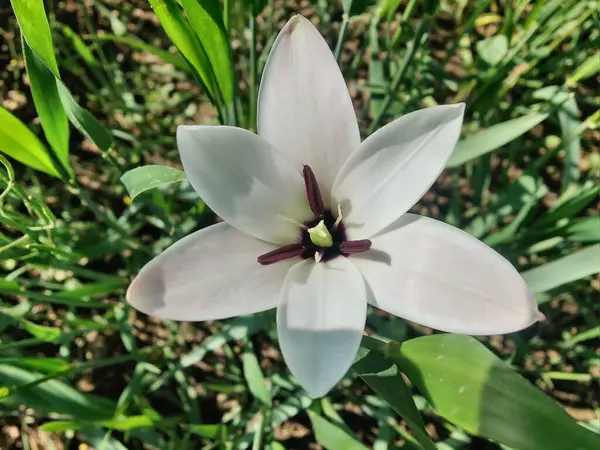 Leydi lale ya da Tulipa 'nın özel çiçekleri. 