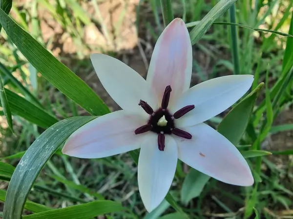 Leydi lale ya da Tulipa 'nın özel çiçekleri. 