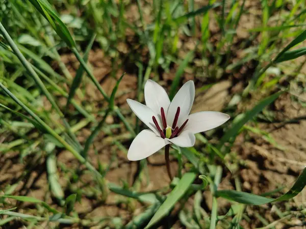 Leydi lale ya da Tulipa 'nın özel çiçekleri. 