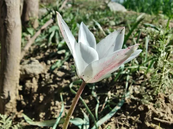 Leydi lale ya da Tulipa 'nın özel çiçekleri. 