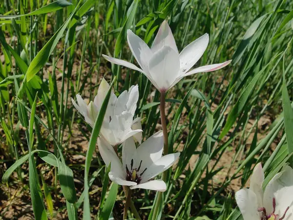 Leydi lale ya da Tulipa 'nın özel çiçekleri. 