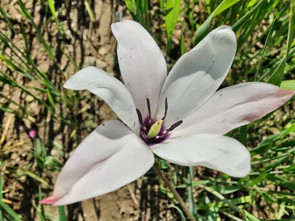 Leydi lale ya da Tulipa 'nın özel çiçekleri. 