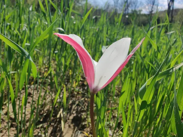 Leydi lale ya da Tulipa 'nın özel çiçekleri. 