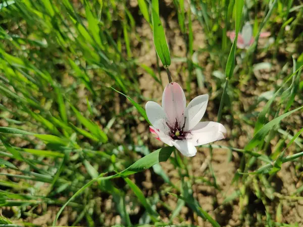 Leydi lale ya da Tulipa 'nın özel çiçekleri. 