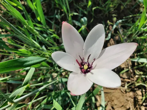 Leydi lale ya da Tulipa 'nın özel çiçekleri. 