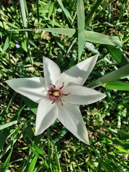 Leydi lale ya da Tulipa 'nın özel çiçekleri. 