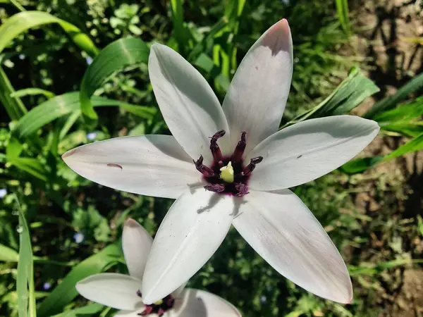 Leydi lale ya da Tulipa 'nın özel çiçekleri. 
