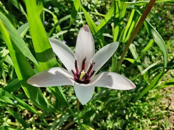 Leydi lale ya da Tulipa 'nın özel çiçekleri. 