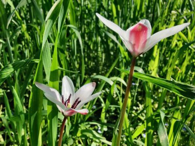 Leydi lale ya da Tulipa 'nın özel çiçekleri. 