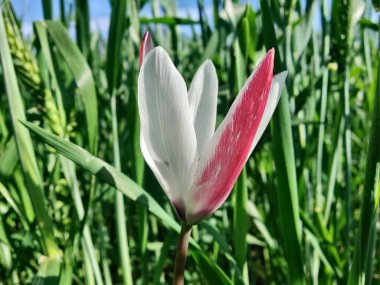 Leydi lale ya da Tulipa 'nın özel çiçekleri. 