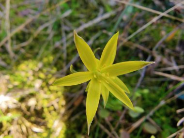 Gagea maxima, Beytüllahim 'in sarı yıldızı veya Gagea lutea