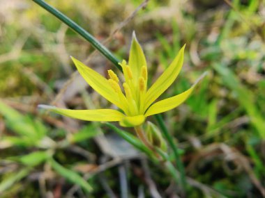 Gagea maxima, Beytüllahim 'in sarı yıldızı veya Gagea lutea