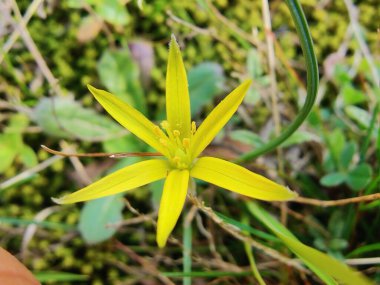 Gagea maxima, Beytüllahim 'in sarı yıldızı veya Gagea lutea