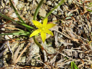 Gagea maxima, Beytüllahim 'in sarı yıldızı veya Gagea lutea