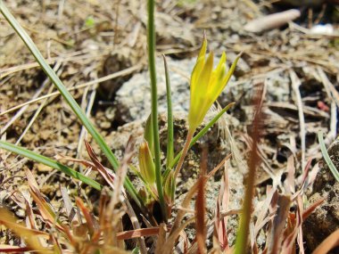 Gagea maxima, Beytüllahim 'in sarı yıldızı veya Gagea lutea