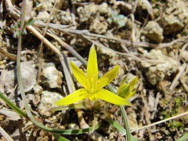 Gagea maxima, Beytüllahim 'in sarı yıldızı veya Gagea lutea