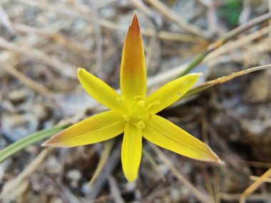 Gagea maxima, Beytüllahim 'in sarı yıldızı veya Gagea lutea