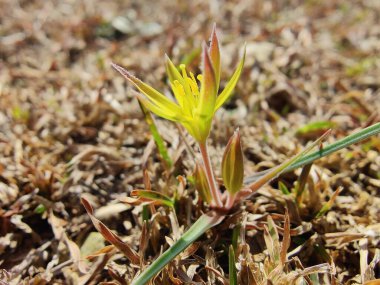 Gagea maxima, Beytüllahim 'in sarı yıldızı veya Gagea lutea
