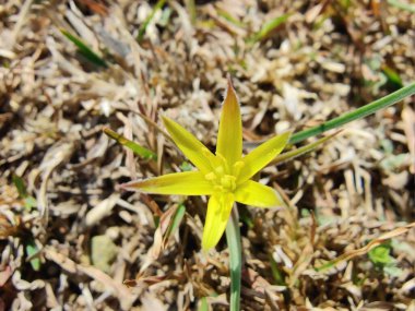 Gagea maxima, Beytüllahim 'in sarı yıldızı veya Gagea lutea