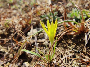 Gagea maxima, Beytüllahim 'in sarı yıldızı veya Gagea lutea