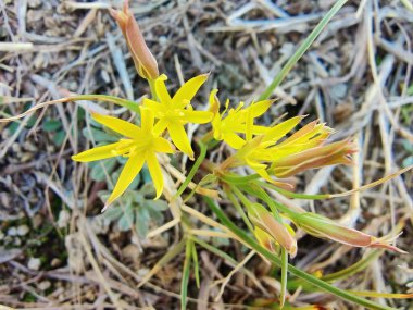 Gagea maxima, Beytüllahim 'in sarı yıldızı veya Gagea lutea