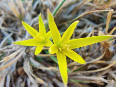 Gagea maxima, Beytüllahim 'in sarı yıldızı veya Gagea lutea