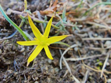 Gagea maxima, Beytüllahim 'in sarı yıldızı veya Gagea lutea