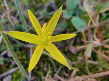 Gagea maxima, Beytüllahim 'in sarı yıldızı veya Gagea lutea