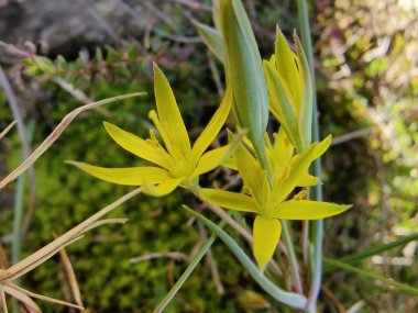 Gagea maxima, Beytüllahim 'in sarı yıldızı veya Gagea lutea