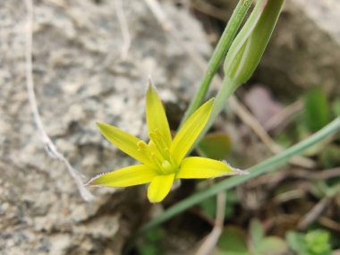 Gagea maxima, Beytüllahim 'in sarı yıldızı veya Gagea lutea