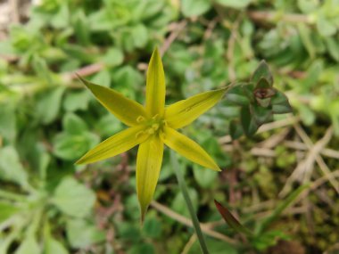 Gagea maxima, Beytüllahim 'in sarı yıldızı veya Gagea lutea