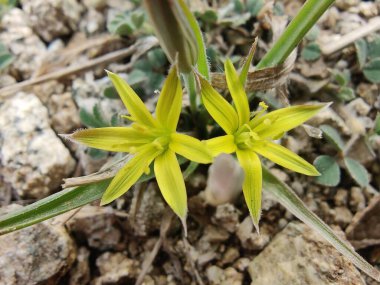 Gagea maxima, Beytüllahim 'in sarı yıldızı veya Gagea lutea
