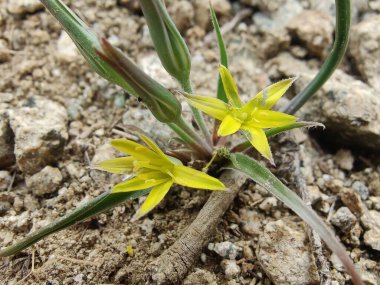 Gagea maxima, Beytüllahim 'in sarı yıldızı veya Gagea lutea