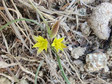 Gagea maxima, Beytüllahim 'in sarı yıldızı veya Gagea lutea