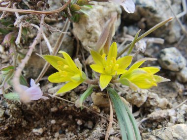Gagea maxima, Beytüllahim 'in sarı yıldızı veya Gagea lutea