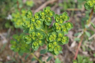 Euphorbia helioskopisi, güneş lekesi ya da deli kadının sütü.