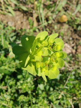Euphorbia helioskopisi, güneş lekesi ya da deli kadının sütü.
