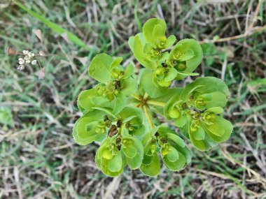 Euphorbia helioskopisi, güneş lekesi ya da deli kadının sütü.