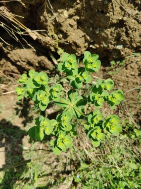 Euphorbia helioskopisi, güneş lekesi ya da deli kadının sütü.