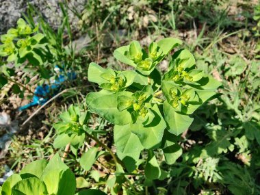 Euphorbia helioskopisi, güneş lekesi ya da deli kadının sütü.