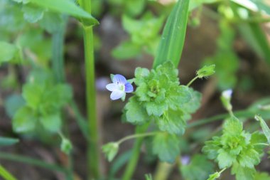 Pers hız kuyusu, Veronica Persica veya Bireye Speedwell