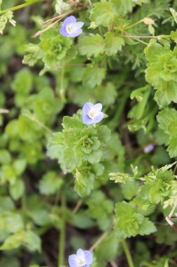 Pers hız kuyusu, Veronica Persica veya Bireye Speedwell